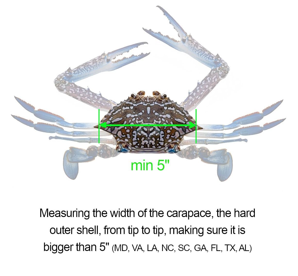 AirFly 5-in-1 Aluminum Crab and Lobster Gauge - Dungeness, Blue, Rock Crab and Lobster - Laser-Etched - CA, ME, MA, MD, FL, TX, Gulf and Canada - Designed in USA
