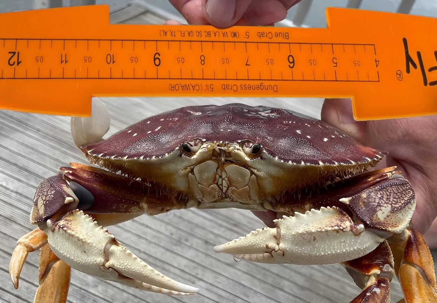 AirFly Folding Fish Measuring Board β 32in Ruler with Built-in 3.25β, 5β, 5.75β Gauges β Dungeness, Blue Crab, Lobster β Ruler for Boat, Shore, Kayak β Orange, Designed in USA