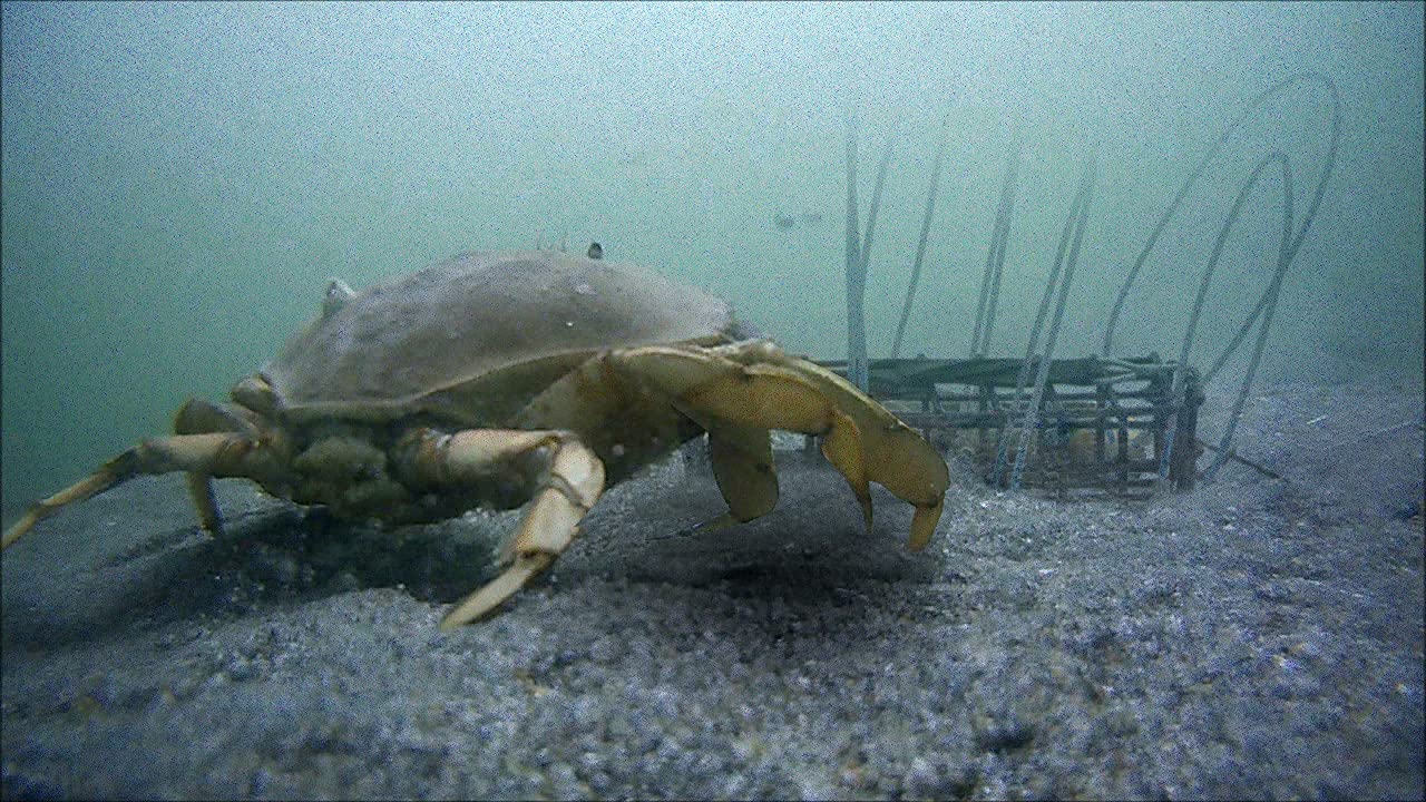 AirFly Heavy Surf 6-Loop Crab Trap for Fishing Poles – Lead-Free, USA-Made, Premium Durable Loops – Ideal for Dungeness, Blue, Rock Crabs