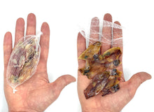 Load image into Gallery viewer, AirFly Real Dried Squid Bait in Mesh Net for Crab Snares & Traps, Easy & Powerful Crab Trap Attractant, Ready-to-Use, No Refrigeration (4 Packs)