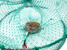 Load image into Gallery viewer, AirFly Real Dried Squid Bait in Mesh Net for Crab Snares & Traps, Easy & Powerful Crab Trap Attractant, Ready-to-Use, No Refrigeration (4 Packs)