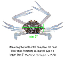 Load image into Gallery viewer, AirFly Aluminum Lobster and Blue Crab Gauge for California, Maine, MA, NH, RI, CT, MP, AL, FL, GA, MD, VA, NC, SC, LA, TX, Canada, 5", 3 1/4"