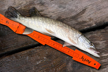 Load image into Gallery viewer, AirFly Folding Fish Measuring Board β 32in Ruler with Built-in 3.25β, 5β, 5.75β Gauges β Dungeness, Blue Crab, Lobster β Ruler for Boat, Shore, Kayak β Orange, Designed in USA