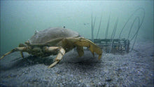 Load image into Gallery viewer, Bulk Sales /// AirFly® Crab Trap Snares - Standard