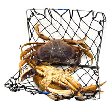 Load image into Gallery viewer, AirFly Foldable Crabjaw Trap with Bait Clip - Redesigned Rectangle Castable Crab Hawk Pot/Ring for Dungeness and Blue Crabs in Florida, Oregon, Washington, Texas, and California  (1pcs)