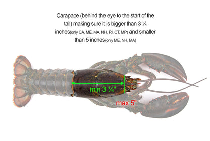 AirFly 5-in-1 Aluminum Crab and Lobster Gauge - Dungeness, Blue, Rock Crab and Lobster - Laser-Etched - CA, ME, MA, MD, FL, TX, Gulf and Canada - Designed in USA