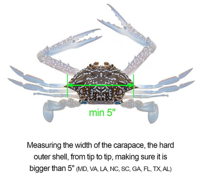 AirFly 5-in-1 Aluminum Crab and Lobster Gauge - Dungeness, Blue, Rock Crab and Lobster - Laser-Etched - CA, ME, MA, MD, FL, TX, Gulf and Canada - Designed in USA