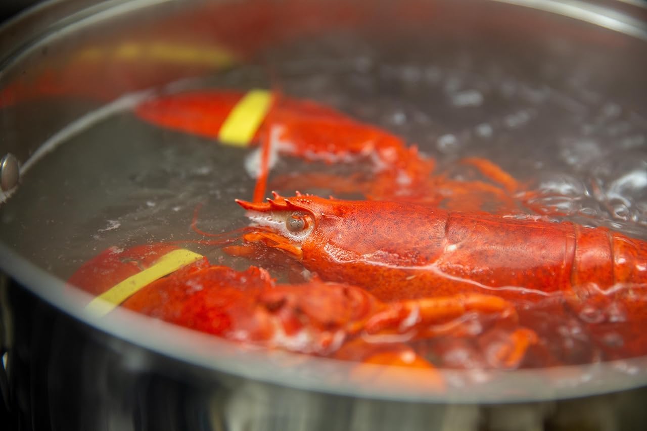 AirFly Crab, Lobster Claw Rubber Bands, Protect Lobsters & Crabs, Cook Safe FDA-Compliant Silicone, Made in USA - Binder Pliers (no bands)