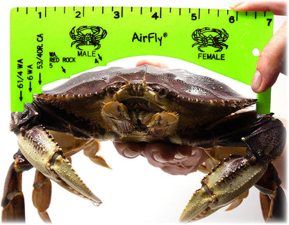 AirFly Dungeness Crab Gauge - Measure for California, Washington & Oregon - Green