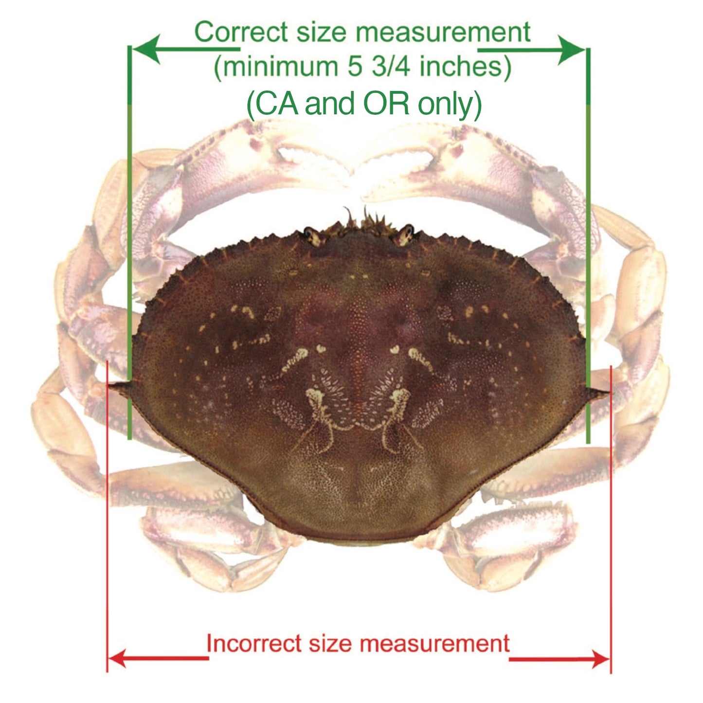 AirFly 5-in-1 Aluminum Crab and Lobster Gauge - Dungeness, Blue, Rock Crab and Lobster - Laser-Etched - CA, ME, MA, MD, FL, TX, Gulf and Canada - Designed in USA