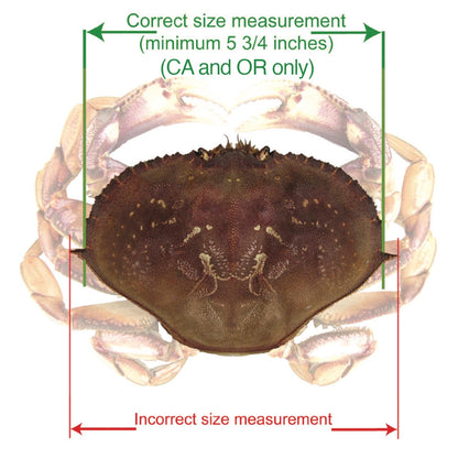 AirFly 5-in-1 Aluminum Crab and Lobster Gauge - Dungeness, Blue, Rock Crab and Lobster - Laser-Etched - CA, ME, MA, MD, FL, TX, Gulf and Canada - Designed in USA