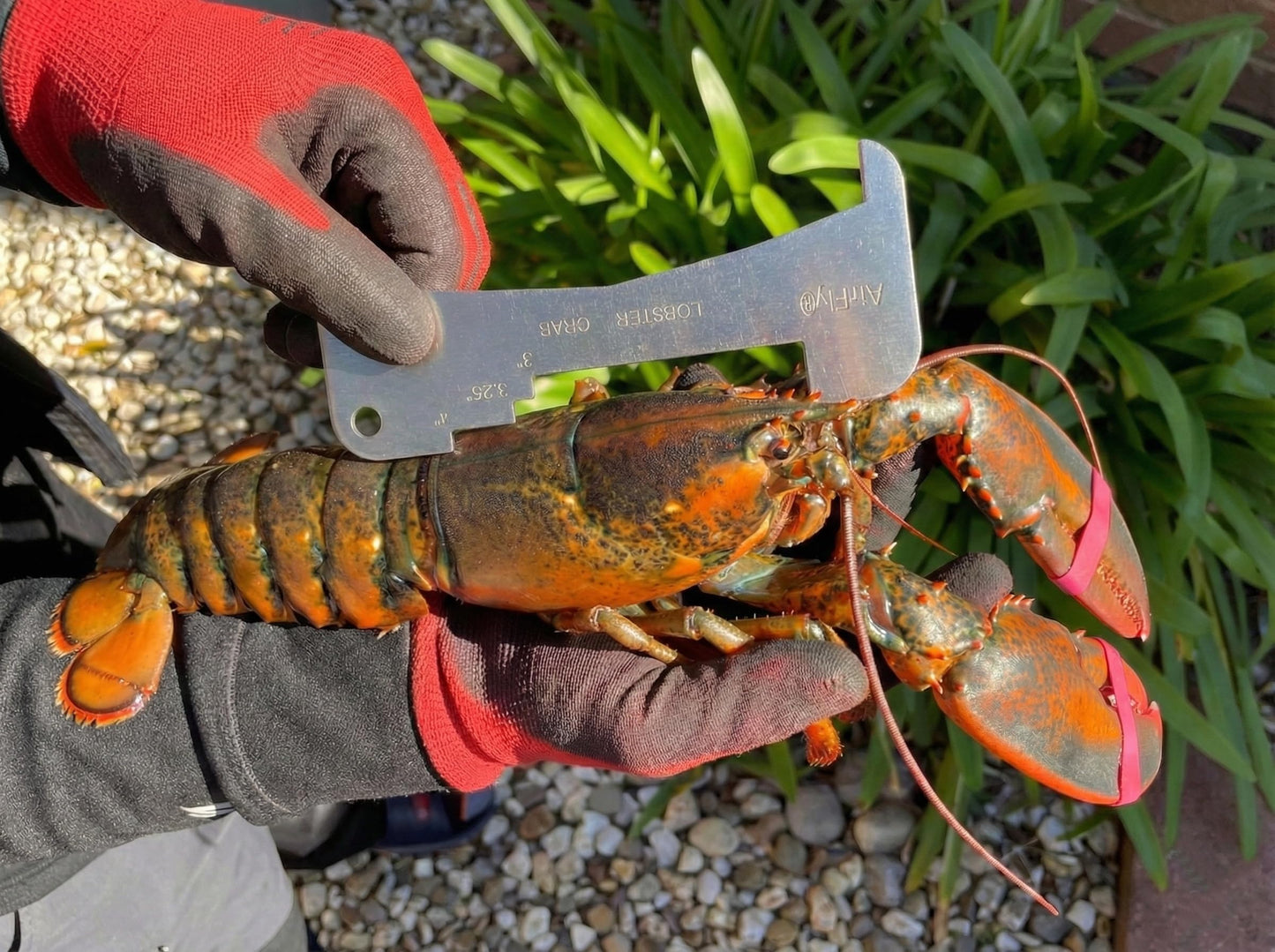AirFly 5-in-1 Aluminum Crab and Lobster Gauge - Dungeness, Blue, Rock Crab and Lobster - Laser-Etched - CA, ME, MA, MD, FL, TX, Gulf and Canada - Designed in USA