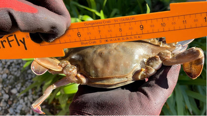 AirFly Folding Fish Measuring Board – 32in Ruler with Built-in 3.25”, 5”, 5.75” Gauges – Dungeness, Blue Crab, Lobster – Ruler for Boat, Shore, Kayak – Orange, Designed in USA