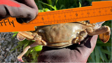 Load image into Gallery viewer, AirFly Folding Fish Measuring Board – 32in Ruler with Built-in 3.25”, 5”, 5.75” Gauges – Dungeness, Blue Crab, Lobster – Ruler for Boat, Shore, Kayak – Orange, Designed in USA
