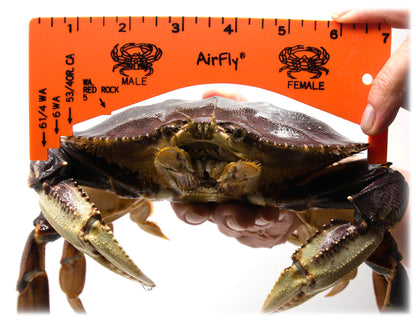 AirFly Foldable Crabjaw Trap with Bait Clip - Redesigned Rectangle Castable Crab Hawk Pot/Ring for Dungeness and Blue Crabs in Florida, Oregon, Washington, Texas, and California  (1pcs)