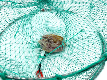 AirFly Real Dried Squid Bait in Mesh Net for Crab Snares & Traps, Easy & Powerful Crab Trap Attractant, Ready-to-Use, No Refrigeration (4 Packs)