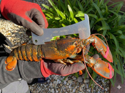 AirFly Aluminum Crab & Lobster Gauge – All-in-One Measuring Tool for Dungeness, Blue, Rock Crab & Lobster (3” to 5-3/4”) – Rust-Resistant Ruler for CA, East Coast, Gulf & Canada – Designed in USA