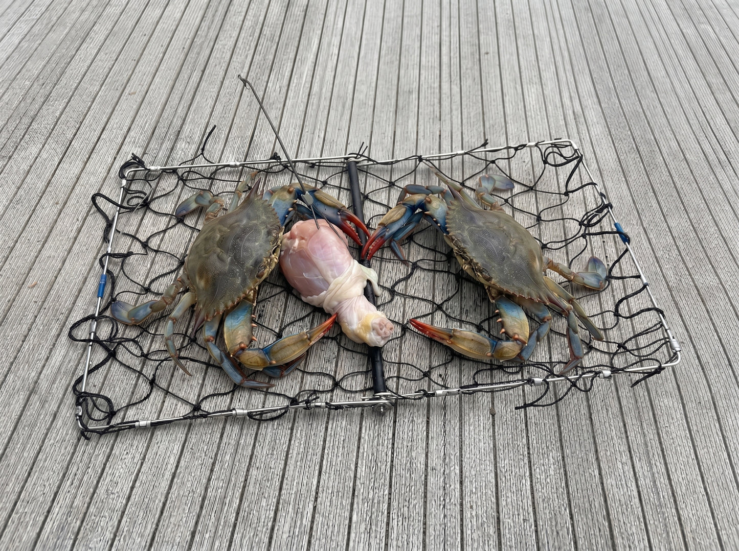 AirFly Foldable Crabjaw Trap with Bait Clip - Redesigned Rectangle Castable Crab Hawk Pot/Ring for Dungeness and Blue Crabs in Florida, Oregon, Washington, Texas, and California,  2pcs