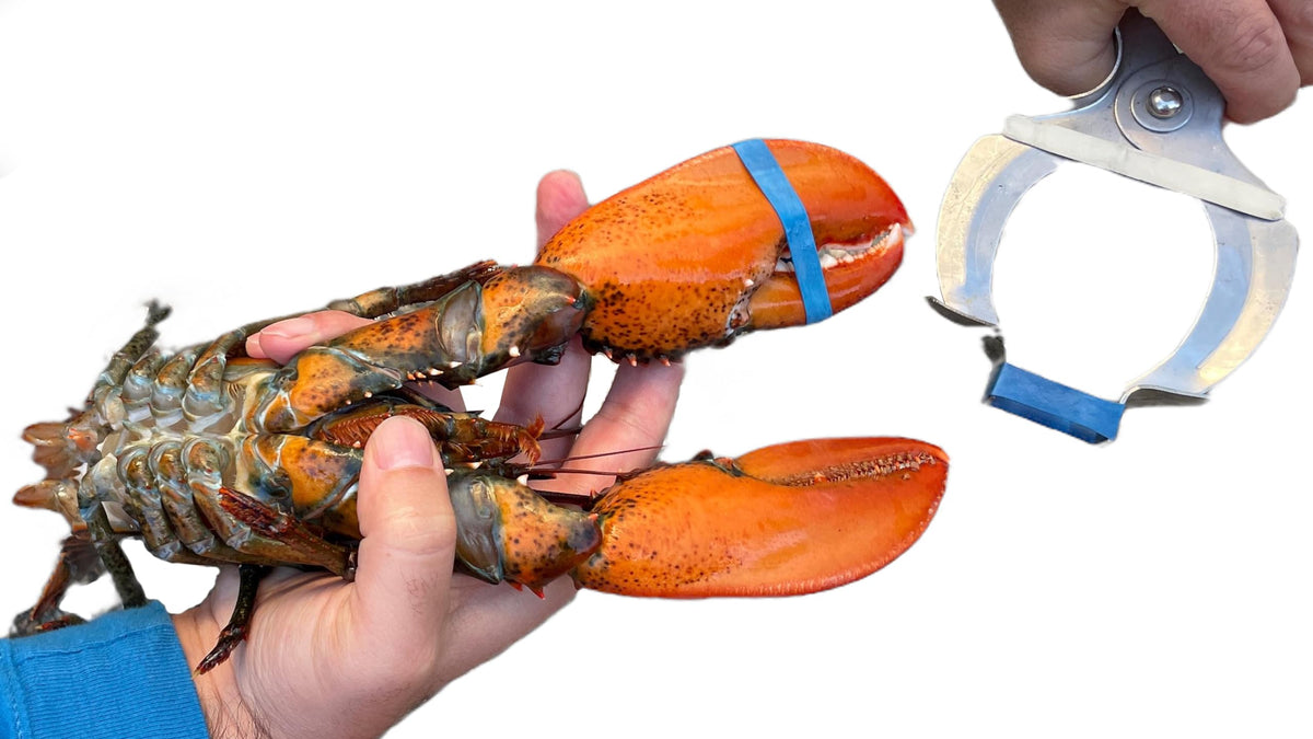 AirFly Lobster and Crab Claw Bander Tool, Banding Pliers for 1 x 0.5 in Claw Bands - Band Claws Fast Without Pinched Fin