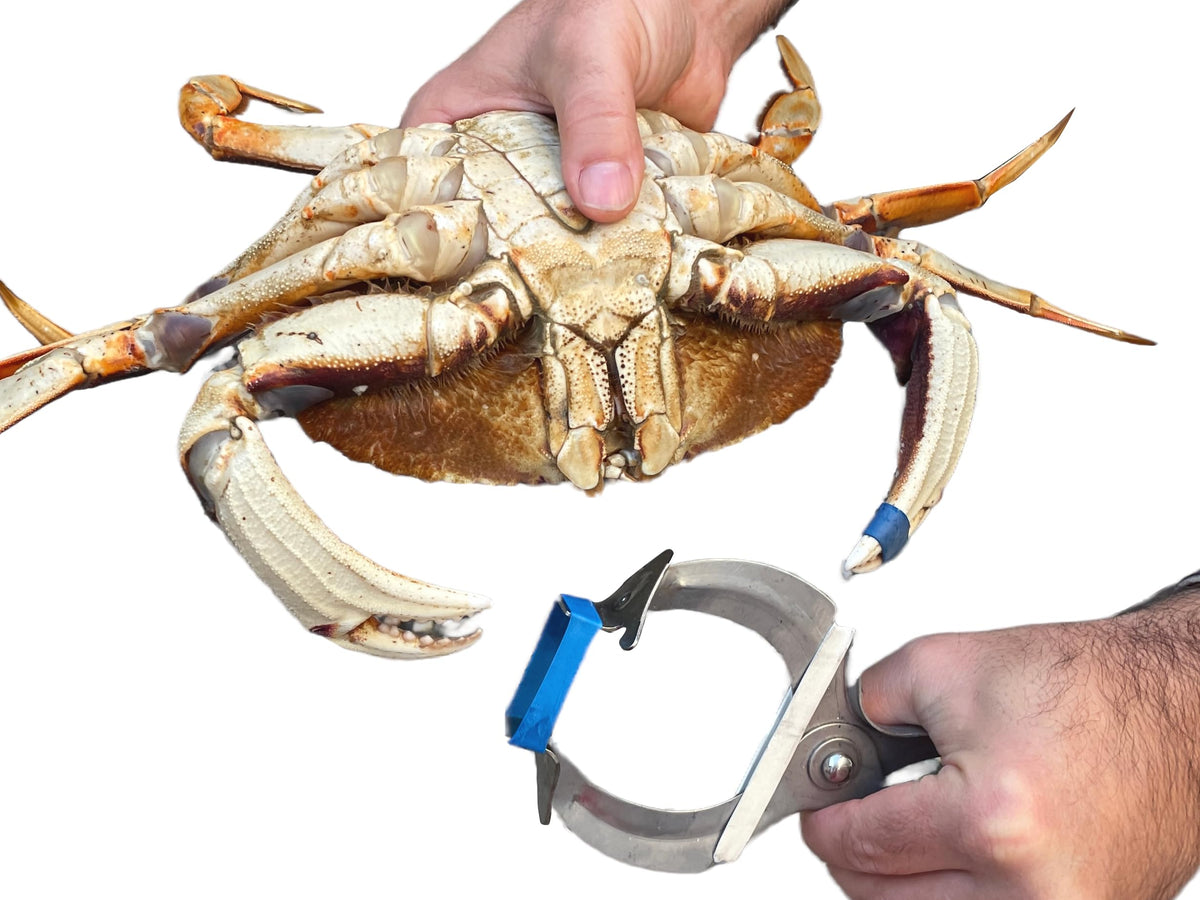 AirFly Lobster and Crab Claw Bander Tool, Banding Pliers for 1 x 0.5 in Claw Bands - Band Claws Fast Without Pinched Fin