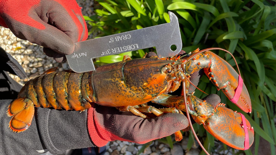 AirFly Aluminum Crab & Lobster Gauge, 5 in & 3¼ in Slots - Blue Crab, American & Spiny Lobster, Laser-Etched, 1 or 2 Pac