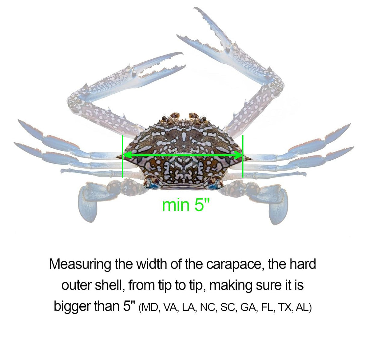 AirFly Aluminum Crab & Lobster Gauge, 5 in & 3¼ in Slots - Blue Crab, American & Spiny Lobster, Laser-Etched, 1 or 2 Pac
