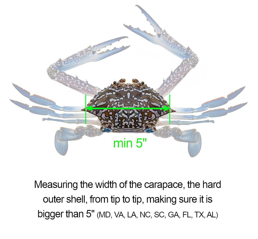 AirFly Aluminum Crab & Lobster Gauge, 5 in & 3¼ in Slots - Blue Crab, American & Spiny Lobster, Laser-Etched, 1 or 2 Pac