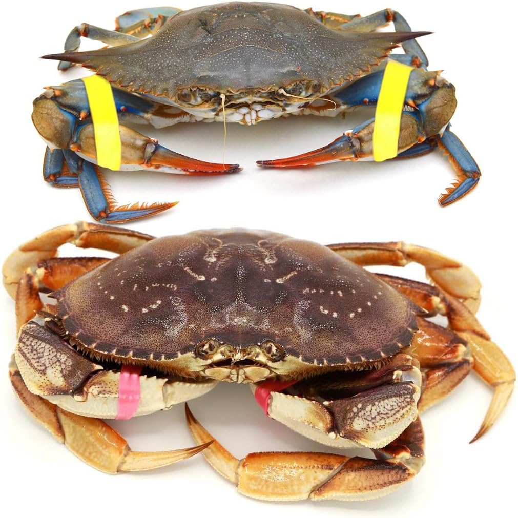 AirFly Crab and Lobster Claw Bands with Bander Tool, Starter Kit - 100 Assorted USA-Made Silicone Bands, FDA-Compliant, 