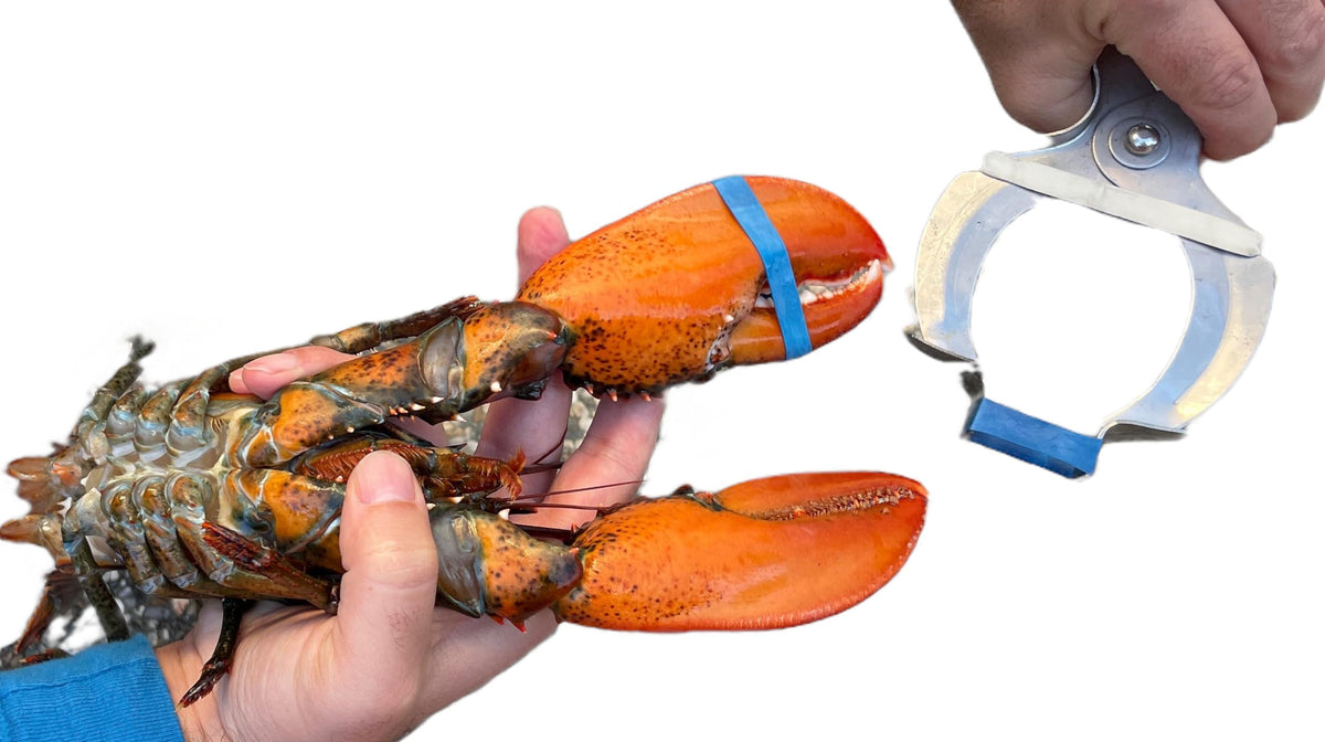 AirFly Crab and Lobster Claw Bands with Bander Tool, Starter Kit - 100 Assorted USA-Made Silicone Bands, FDA-Compliant, 