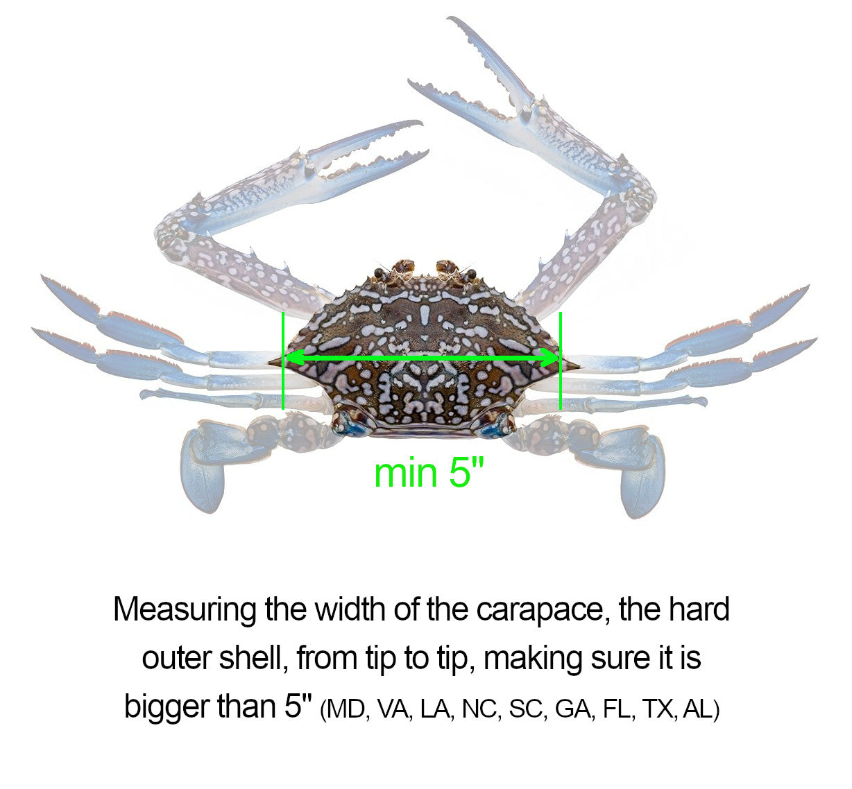 AirFly Aluminum Lobster and Blue Crab Gauge for California, Maine, MA, NH, RI, CT, MP, AL, FL, GA, MD, VA, NC, SC, LA, TX, Canada, 5