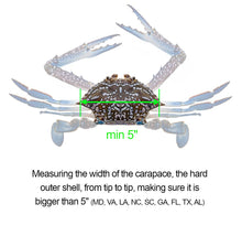 Load image into Gallery viewer, AirFly Aluminum Lobster and Blue Crab Gauge for California, Maine, MA, NH, RI, CT, MP, AL, FL, GA, MD, VA, NC, SC, LA, TX, Canada, 5&quot;, 3 1/4&quot;
