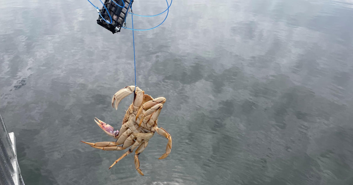 AirFly Crab Snare Kit for Fishing Rod - 2, 3 or 4 Castable 6-Loop Crab Traps with Gauge, Casting Glove & Spare Loops