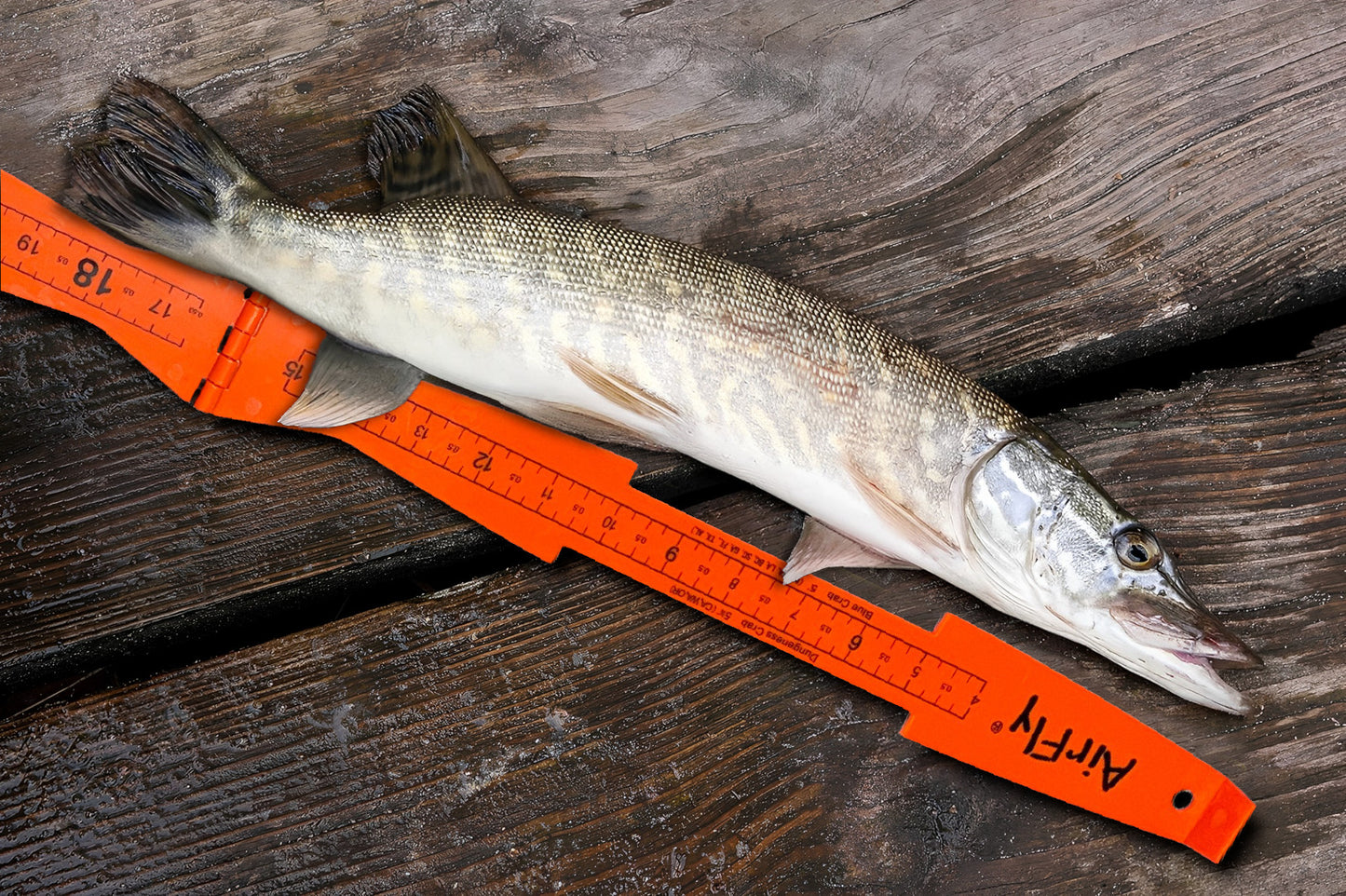 AirFly Folding Fish Measuring Board – 32in Ruler with Built-in 3.25”, 5”, 5.75” Gauges – Dungeness, Blue Crab, Lobster – Ruler for Boat, Shore, Kayak – Orange, Designed in USA