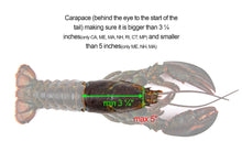 Load image into Gallery viewer, AirFly Aluminum Lobster and Blue Crab Gauge for California, Maine, MA, NH, RI, CT, MP, AL, FL, GA, MD, VA, NC, SC, LA, TX, Canada, 5&quot;, 3 1/4&quot;
