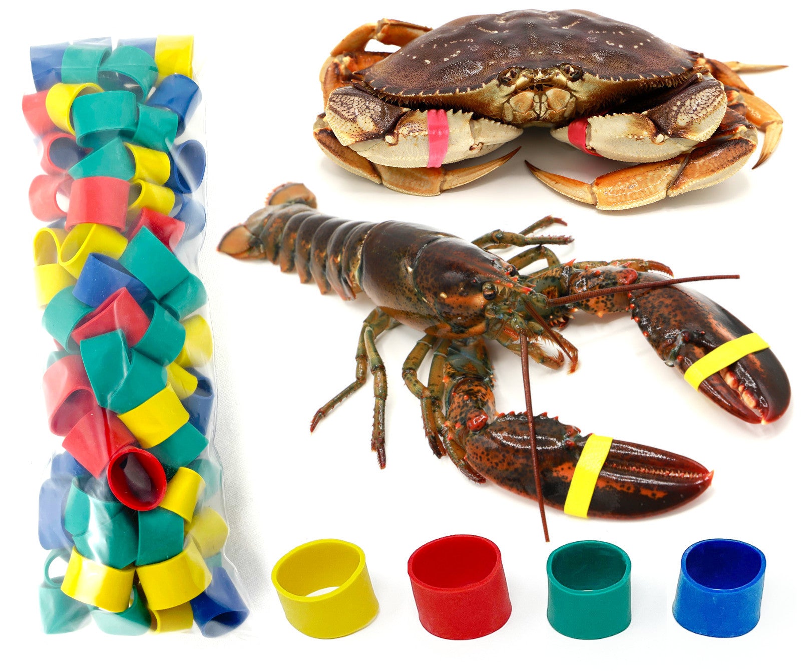 AirFly Crab, Lobster Claw Rubber Bands, Protect Lobsters & Crabs, Cook