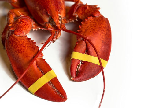 AirFly Silicone Crab and Lobster Claw Bands, 600 Count, Red, Made in USA - About 1 lb of 1 x 0.5 in Bands, FDA-Compliant