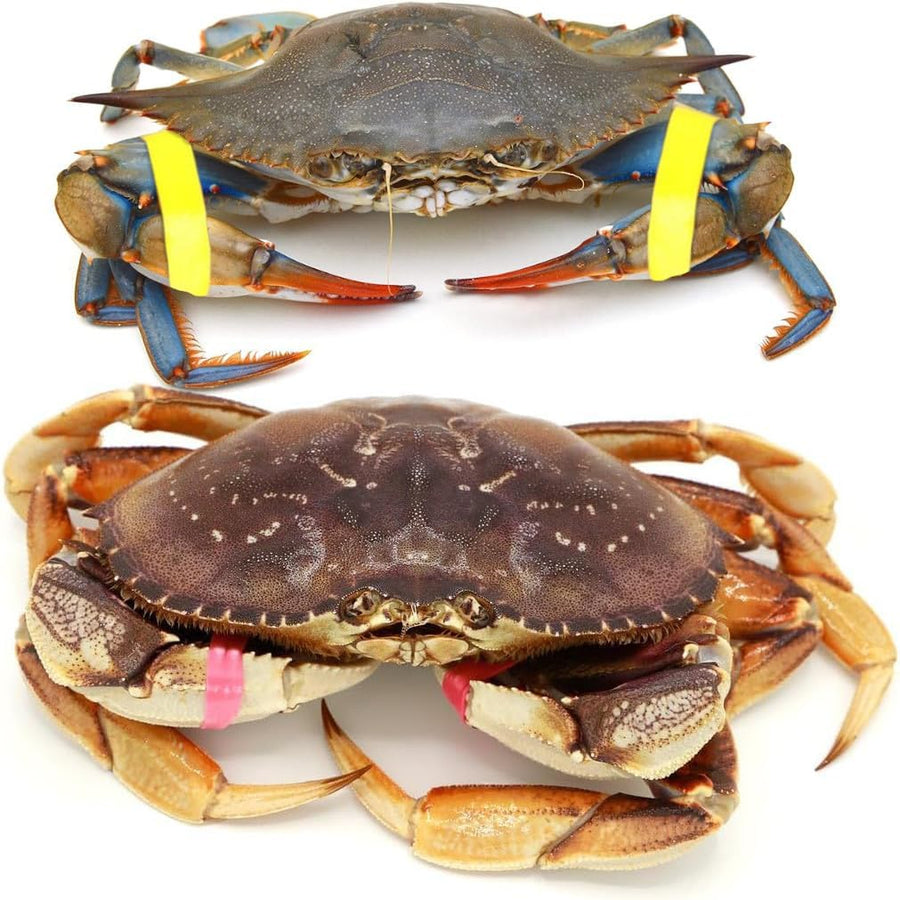 AirFly Silicone Crab and Lobster Claw Bands, 600 Count, Red, Made in USA - About 1 lb of 1 x 0.5 in Bands, FDA-Compliant