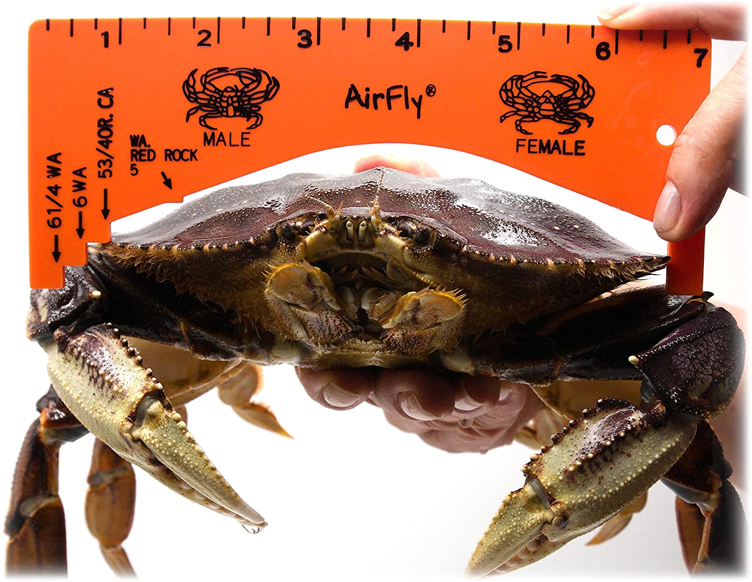 AirFly 6-Loops 5oz Crab Trap for Fishing Pole: Catches Dungeness, Rock &  Blue Crabs, Made in USA (Bait Included)