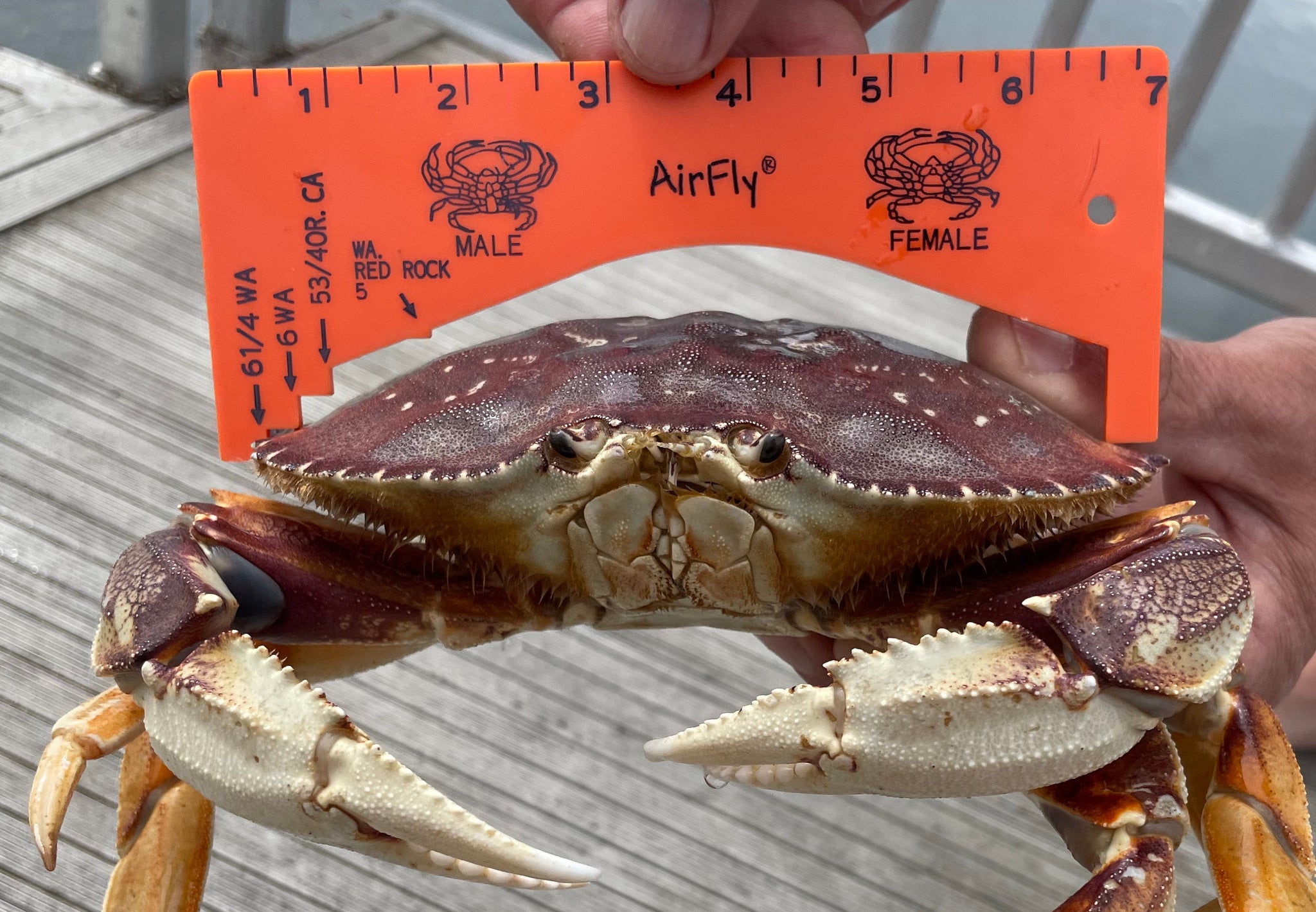 Airfly Crab Snare